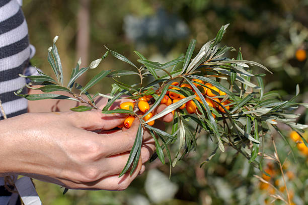 istock Girl collects buckthorn berries 489726422