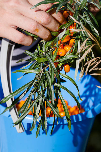 istock Girl collects buckthorn berries 489726586