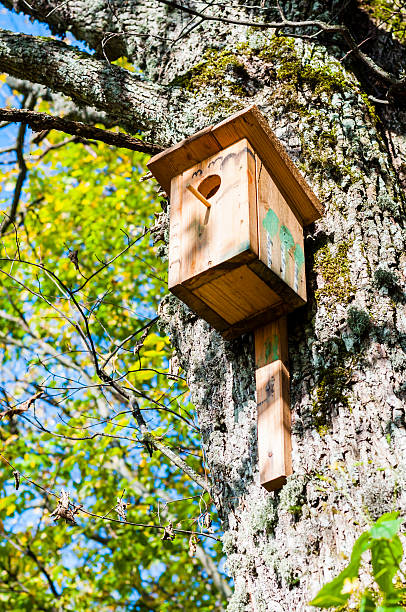 istock Traditional birdhouse hanging on the deciduous tree in the forest 489727556