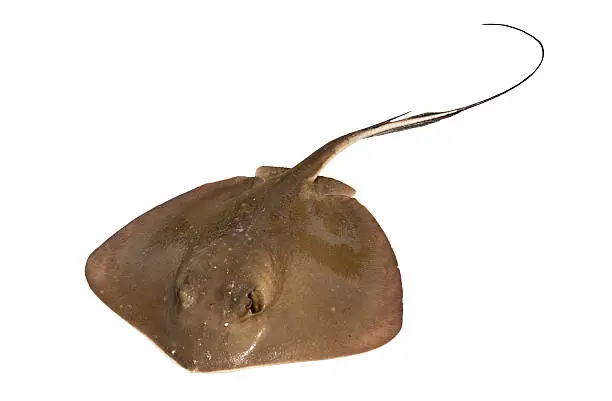 Southern Stingray - Dasyatis Americana isolated on a white background.  The photograph is angled looking down on the stingray with the tail and barb fanned out.  The photograph includes the clipping path for easy composting.  Please see my portfolio for other animal images. 