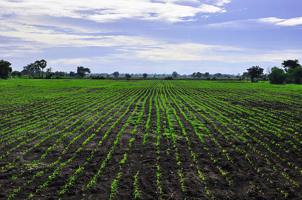 istock Rows of young corn plants shot at morning time, Thailand 489728756