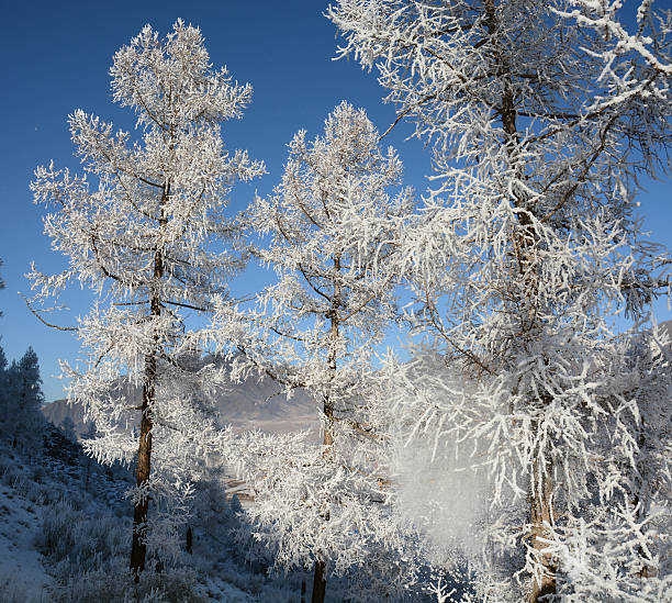 istock larch in snow, Siberia, Russia 489729524