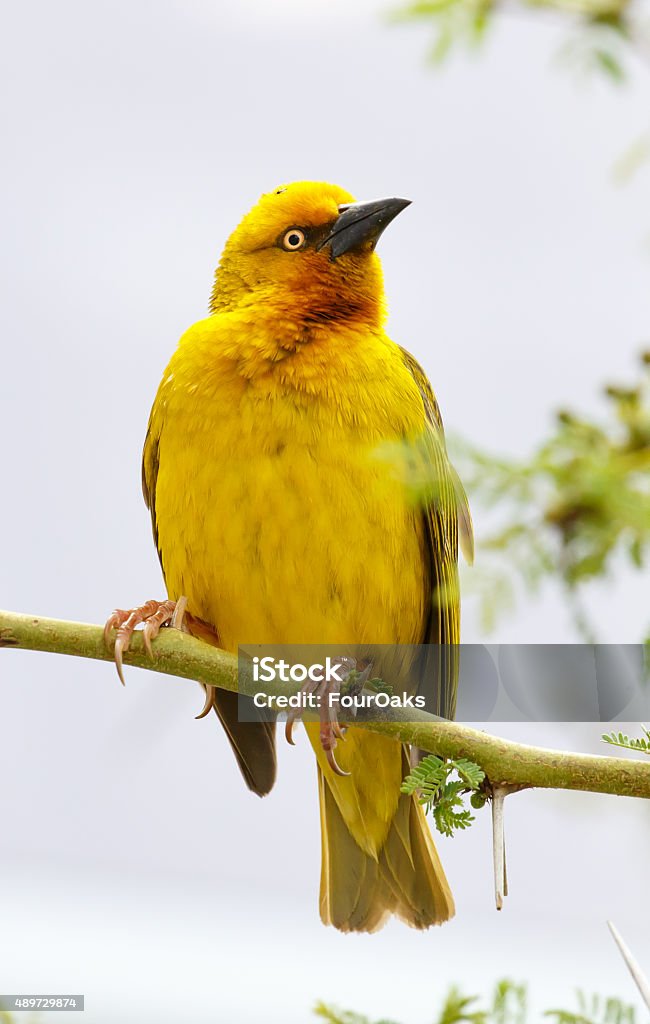 Male Cape Weaver Bird Proud male Cape Weaver bird sitting in a thorn tree 2015 Stock Photo