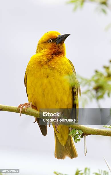 Male Cape Weaver Bird Stock Photo - Download Image Now - 2015, Animal, Animal Wildlife