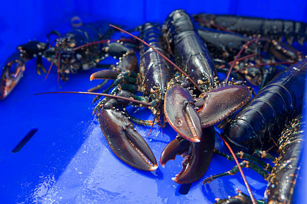 istock Bucket full of lobsters 489730086