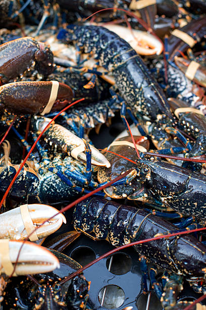 Pile of lobsters