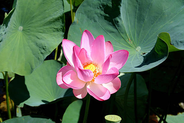 Lotus stock photo