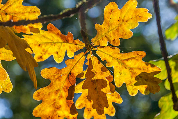 istock Autumn Golden Oak Leaves 489730522