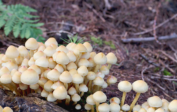 madeira fungo (hypholoma fasciculare) - soil saprophyte - fotografias e filmes do acervo
