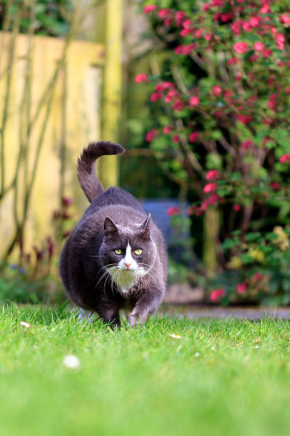 istock Obesity in the garden 489731226