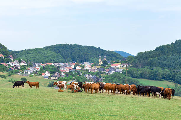 Cows grazing on meadow in outskirts of Balderschwang in front of mountains in Oberallgäu at summertime. View to south.