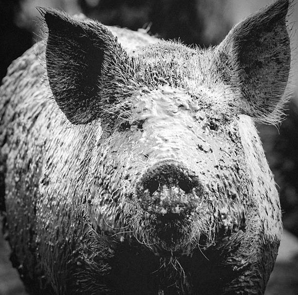 istock Muddy pig looking at you from close up 489732124