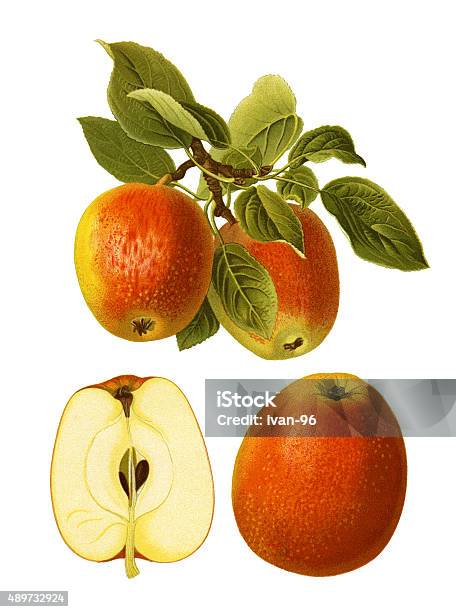 Apples Stock Illustration - Download Image Now - Illustration, Apple - Fruit, Botany