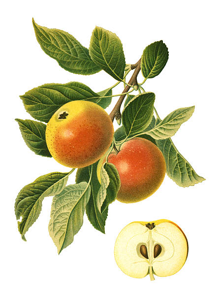 사과들 - apple apple tree branch fruit stock illustrations