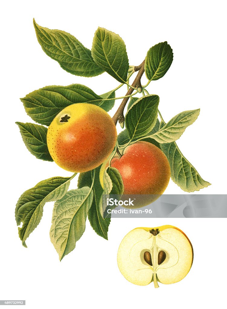 apples Antique illustration of a apple, isolated on white background.  Apple - Fruit stock illustration