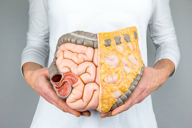 femme tenant le modèle des intestins devant du corps - human large intestine photos et images de collection