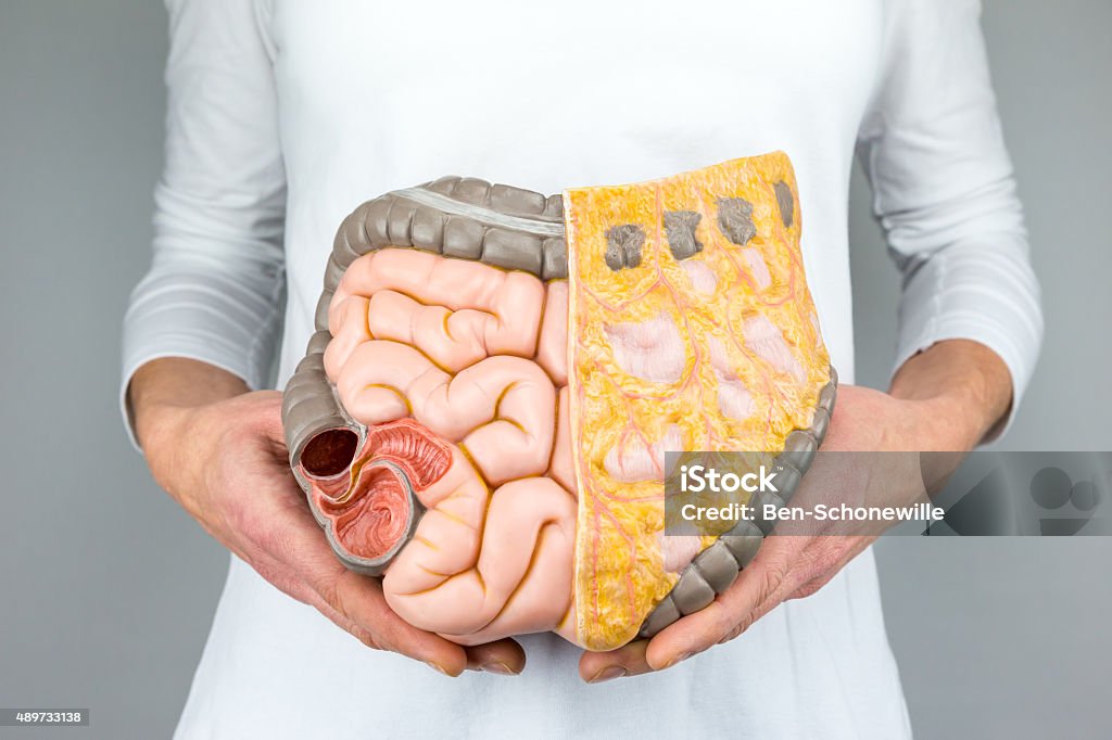 Woman holding model of human intestines in front of body Woman holding model of human intestines in front of body on white background. Female hands showing artificial model of lower human tissue and organs in front of body. The plastic model is isolated on shirt as white background. This model shows the real size of this part of the body, it is used in high school to teach teens biology and science. Adipose Cell Stock Photo