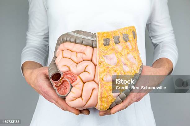 Woman Holding Model Of Human Intestines In Front Of Body Stock Photo - Download Image Now