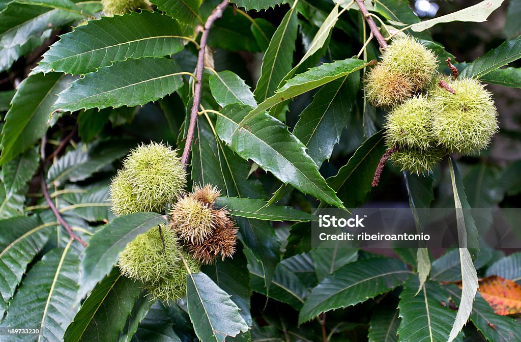 Green Chestnut Cupule Chestnut cupule, also known as bur or burr, with sharp spines on the tree. 2015 Stock Photo
