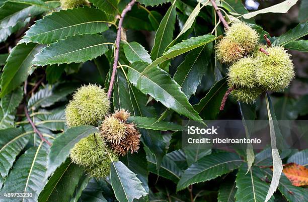 Green Chestnut Cupule Stock Photo - Download Image Now - 2015, Agriculture, Autumn