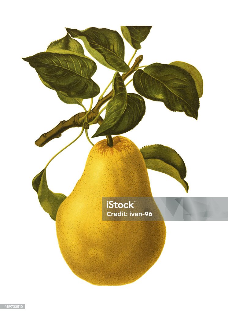 Pear Antique illustration of a Pear, isolated on white background. Pear stock illustration