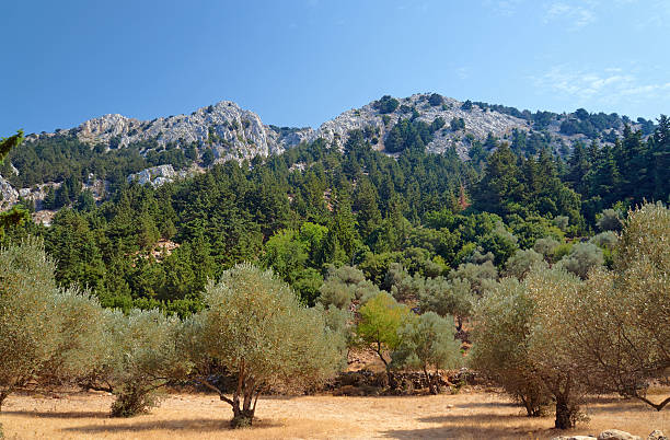 istock Olive grove in a mountain valley 489733936