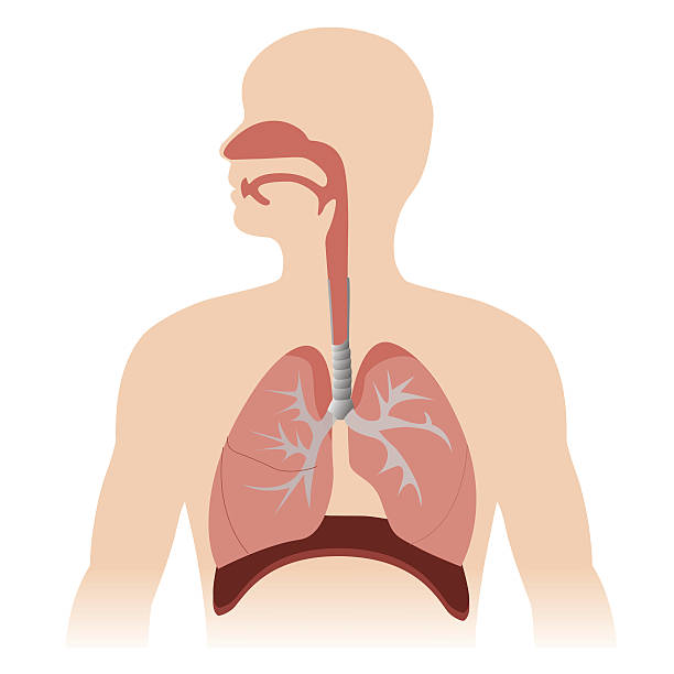 ilustraciones, imágenes clip art, dibujos animados e iconos de stock de sistema respiratorio - torso