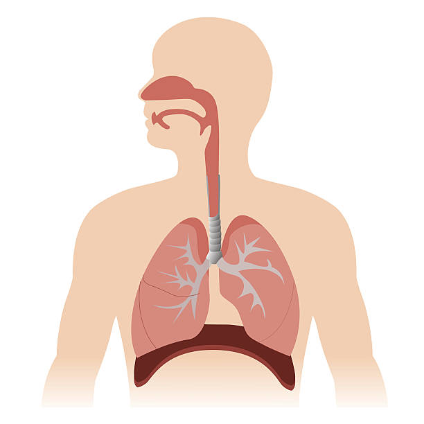 respiratory system human respiratory system anatomy. vector format illustration. chest torso stock illustrations