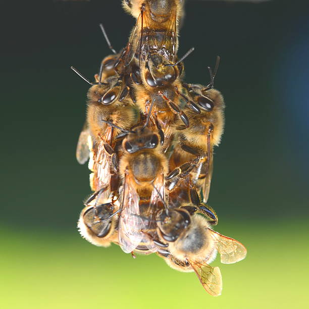 istock Closeup of bees hanging on honeycomb in apiary 489734646