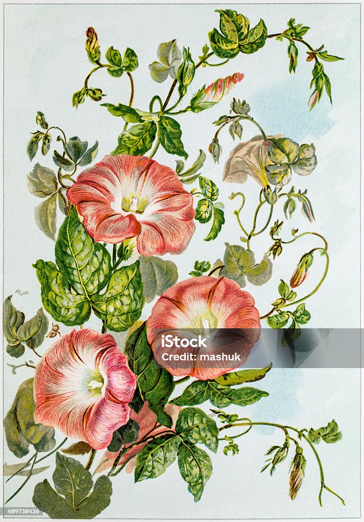 Ilustración de Trompeta Flores De Ilustración Del Siglo 19 y más Vectores  Libres de Derechos de Flor - Flor, Pintura de acuarela, Anticuado - iStock