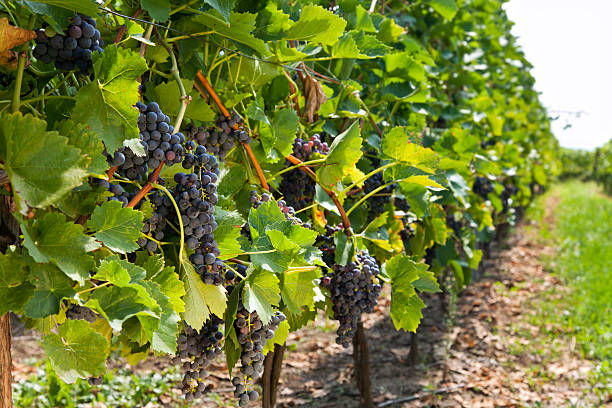 istock Row of vines with grapes in the winery 489738464