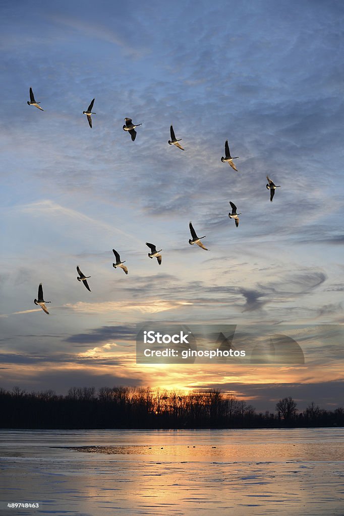 Flock of Canadian geese in V formation Flock of Canadian geese flying in V formation at sunset Birds Flying in V-Formation Stock Photo