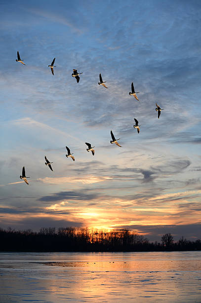 Flock of Canadian geese in V formation Flock of Canadian geese flying in V formation at sunset goose bird stock pictures, royalty-free photos & images