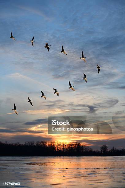 Flock Of Canadian Geese In V Formation Stock Photo - Download Image Now - Birds Flying in V-Formation, Goose - Bird, Bird