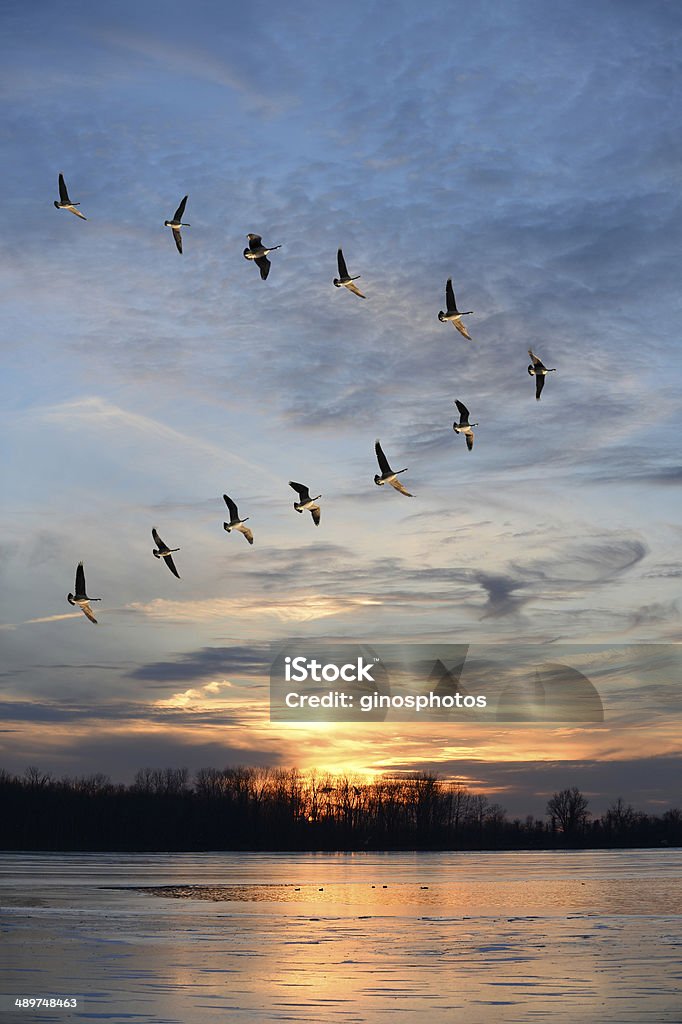 Bando de Gansos do Canadá em formação V - Foto de stock de Pássaros voando em formação V royalty-free