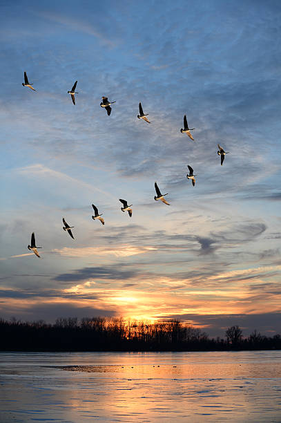 bando de gansos do canadá em v formação - gaggle imagens e fotografias de stock