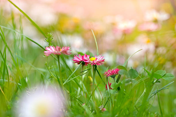 istock Spring daisy with purple petals and clover 489748793
