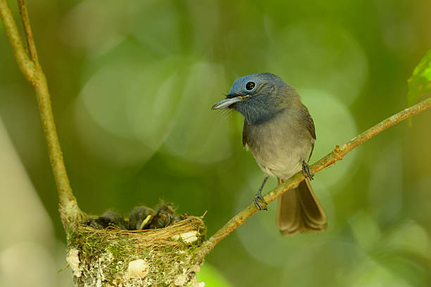 istock female black-nape monarch 489749399