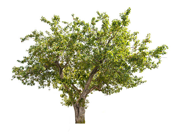 istock isolated apple tree with green fruits 489749719