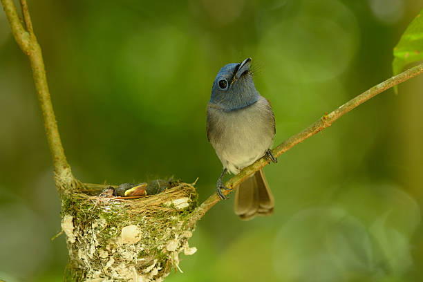 istock female black-nape monarch 489750125