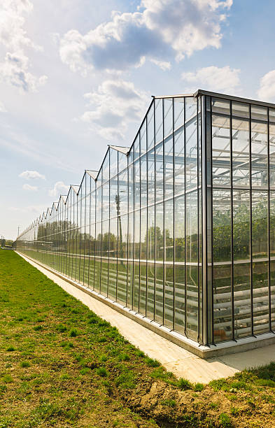 istock greenhouse vegetable production 489750335