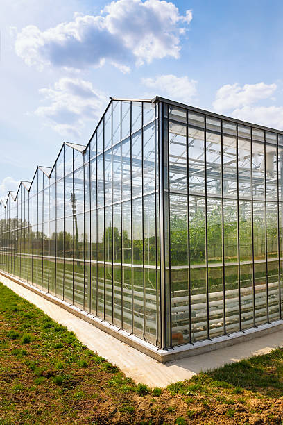 istock greenhouse vegetable production 489750461