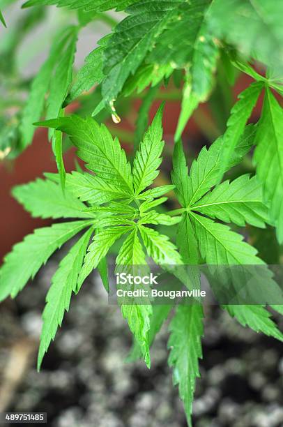 Planta Marihuana Foto de stock y más banco de imágenes de Adicción - Adicción, Agarrar, Asistencia sanitaria y medicina