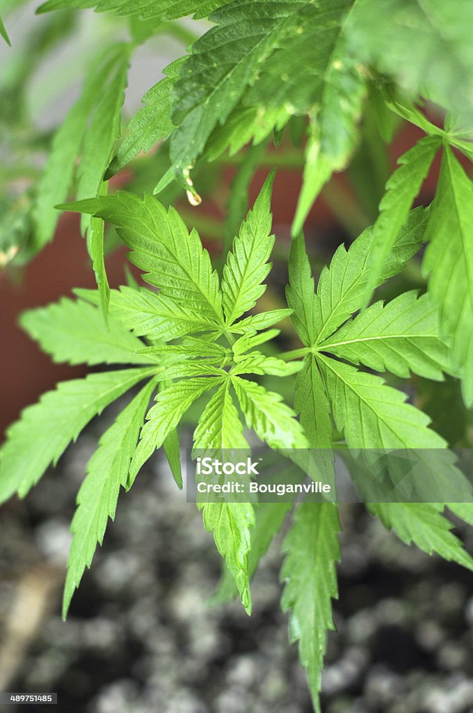 Marijuana Roślina - Zbiór zdjęć royalty-free (Domowa uprawa)