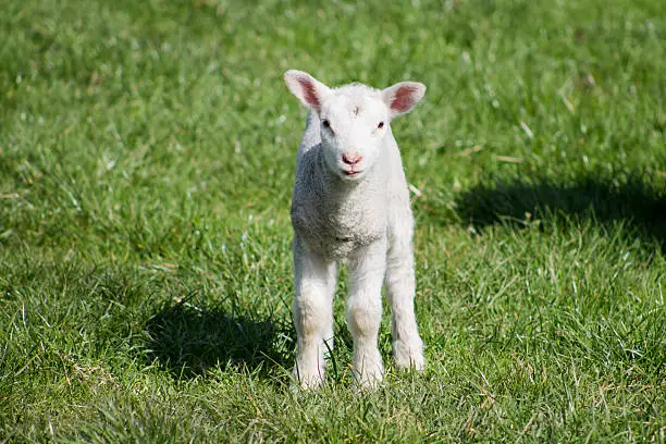 Photo of Young Lamb