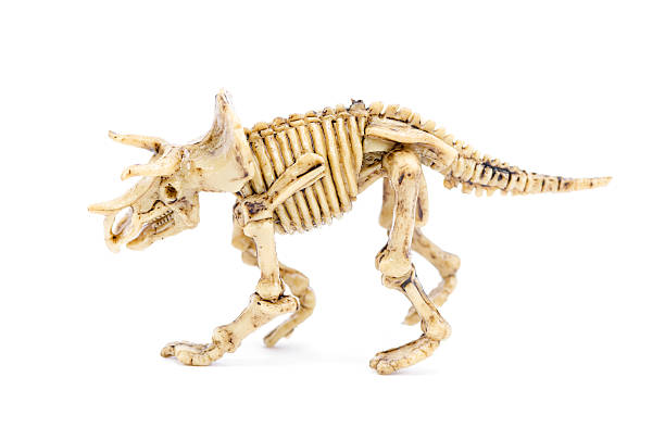 istock Dinosaur skeleton To science education, isolated on white 489751969