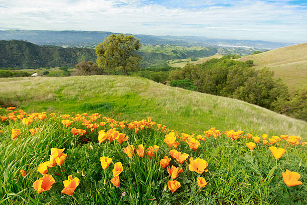 California State Flower Poppies Spring on Mount Diablo in Contra Costa County California and the poppies are blooming. Poppies are the state flower of California contra costa county stock pictures, royalty-free photos & images