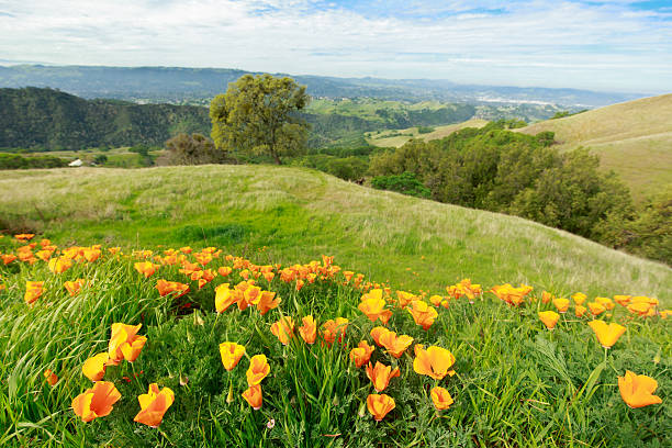 kwiat makowate stanu kalifornia - mt diablo state park zdjęcia i obrazy z banku zdjęć
