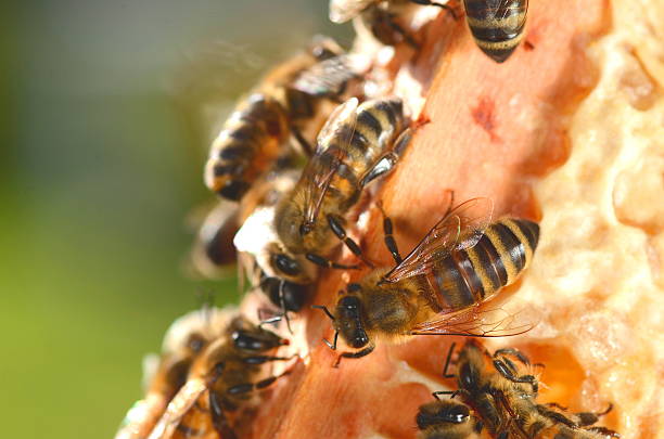 istock closeup of bees on honeycomb 489753644