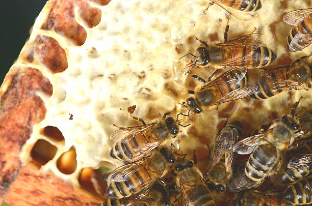 istock closeup of bees on honeycomb 489753954